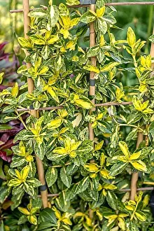 Woody Plant Prints: Evergreen spindle bush (Euonymus fortunei GOLDEN HARLEQUIN)