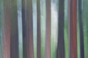 Darrell Gulin Prints: Evergreen Trees foggy morning Yosemite Valley, Yosemite National Park California