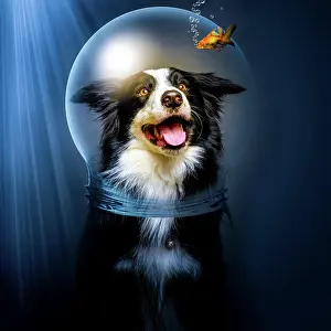 Loyal Prints: Excited Border Collie in glass helmet looking at small fish under water