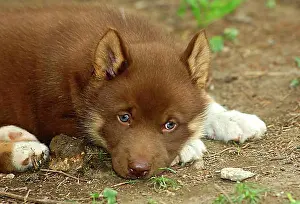 Exterior Photograph Prints: Exhausted Greenland Dog puppy