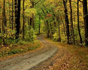 Dirt Road Prints: Explore the Serene Beauty of a Winding Forest Pathway in Autumn