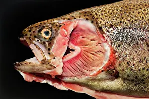 Multicoloured Prints: Exposed gills of a Rainbow trout (Salmo gairdneri) (Syn)