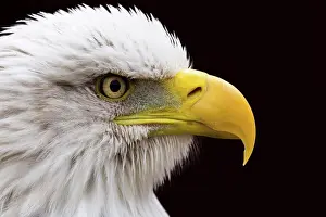 Feathers Prints: Extreme close up of a Bald Eagle looking into the distance