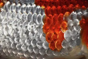 Scales Prints: Extreme close up of fish scales