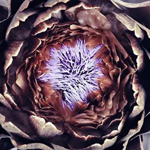 Back Ground Prints: Extreme close up of flower