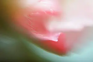Softness Prints: Extreme close-up of pink flower