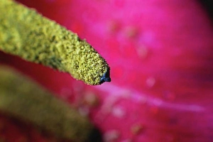 Tulips Prints: Extreme macro in shallow depth of field pollen wild tulip macro close-up