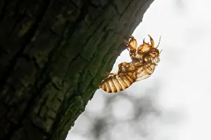 Ambiance Prints: Exuviae of a cicada stuck on the bark of a tree at the beginning of the summer Translucent vision due to the shooting