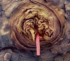 Anatomical Prints: Eyelash follicle, coloured scanning electron micrograph SEM
