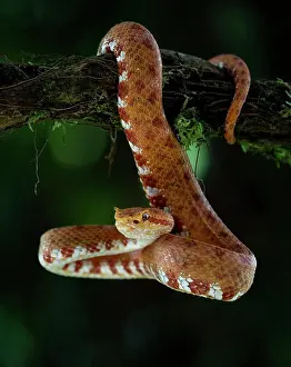 Rainforests Prints: Eyelash Viper (Bothriechis schlegeli), orange morph, Costa Rica, February