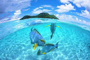Human Presence Prints: Eyestripe surgeonfish (Acanthurus dussumieri) on the sandbank of the islet Maji in front of M'tsamboro