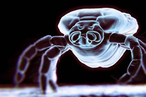 Insect Prints: Face and legs of a hard-bodied tick (Ixodes)