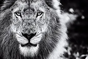 Chordate Prints: The face of a male lion, Panthera leo