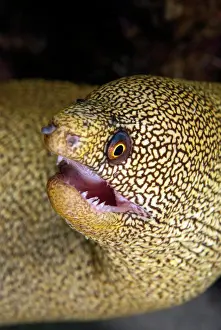 Caribbean Prints: Face-shot of a goldentail moray eel (Gymnothorax miliaris). Curacao, Netherlands Antilles
