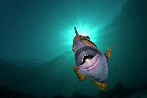 Eyes Prints: Face on view of a Titan Triggerfish