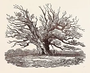 Engraved Image Prints: THE FAIRLOP OAK, IN HAINAULT FOREST in the London Borough of Redbridge