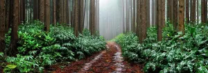 Foggy Prints: Falca Forest Reserve in a foggy day. Faial, Azores islands, Portugal
