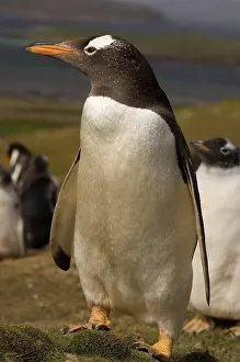 Falkland Islands Prints: Falkland Islands, Beaver Island, Gentoo penguin (Pygoscelis papua)