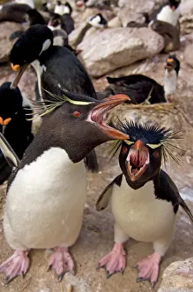 Penguin Prints: Falkland Islands, New Island, Macaroni penguins (Eudyptes chrysolophus)