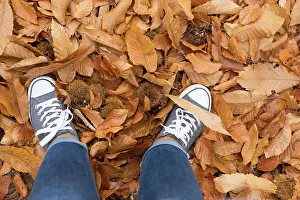 Trendy Prints: Fall, autumn, leaves, legs and shoes