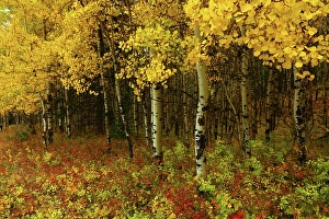 Autumn Color Prints: Fall Color and Aspens Along Highway 1 in Canmore Alberta Canada