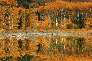 Refle Ction Prints: Fall Color and Aspens Reflected In a Pond Near Glacier National Park in Montana
