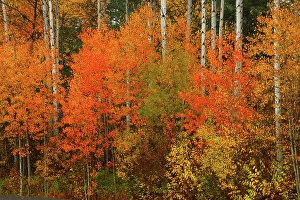Us A Prints: Fall Color and Aspens Along US Scenic Highway 2 in the Wenatchee National Forest in Washington