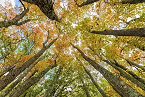 Richard And Susan Day Prints: Fall color sassafras trees, Stephen A. Forbes State Park, Marion County, Illinois