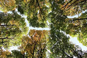 Draussen Prints: Fall crown of the golden trees in city park Copyright: xZoonar