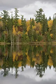 Calm Prints: Fall Foliage, Lake Of The Woods, Ontario, Canada