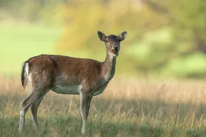 Antelope Prints: Fallow Deer (Dama dama) hind eating sweet chestnuts during rut