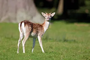 Deer Prints: Fallow Deer (Dama dama) yearling buck