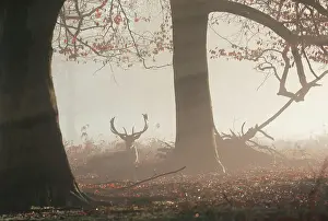 Animal Prints: A fallow deer stag (Dama dama) rests in a misty and foggy Richmond Park one winter sunrise
