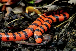 Blacks Prints: False Coral Snake on ground - French Guiana