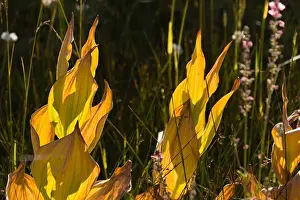 Autumn Prints: False Hellebore plants dying and turning brown in the fall in a meadow in the Sierra mountains of California