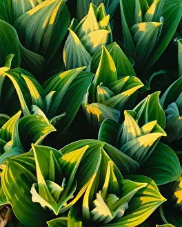 Liliaceae Prints: False hellebore (Veratrum viride) blankets alpine tundra above the Tokositna River near Ramsdyke Creek