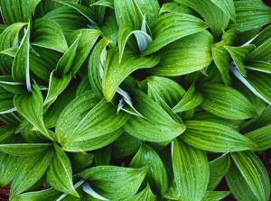 Monocot Prints: False Hellebore; Veratrum viride; Turquoise-Telaquana Plateau; Lake Clark National Park; Alaska