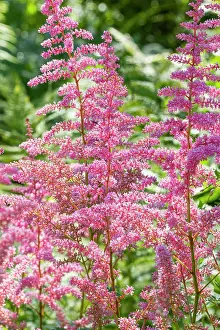 Ambiance Prints: False Spirea, Astilbe arendsii Calleya, flowers