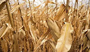 Produce Prints: Farm field crops wait for harvest drying up in the field
