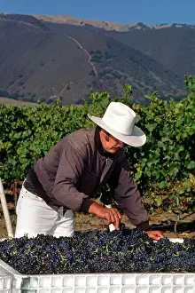 Verticals Prints: A farm worker inspects & cleans PINOT NOIR GRAPES freshly picked & headed for the crush - MONTEREY COUNTY