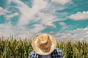 Agronomy Prints: Farmer in maize field