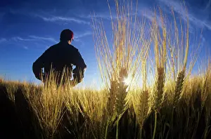 Produce Prints: Farmer in maturing barley field, Dugald, Manitoba, Canada