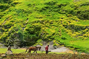 Ethiopia Prints: Farmer ploughing with horse in Simien Mountain, Ethiopia
