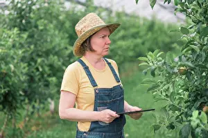 Electronics Prints: Farmer using tablet computer in organic apple orchard