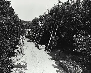 Ripe Prints: Farmers harvesting oranges from an orchard, Florida, USA