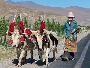 Colourful Prints: Farmer's wife with colourfully decorated cattle, highlands of Tibet, China, Asia