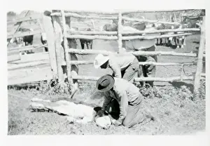 Farming (Branding). 1930 - 1949