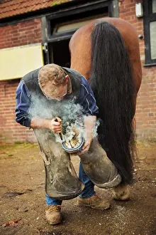 Blacksmith Prints: A farrier shoeing a horse, bending down and fitting a new horseshoe to a horse's hoof