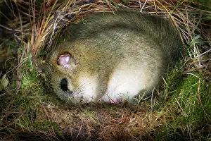 Asleep Prints: fat dor mouse, edible dormouse hibernating, Muscaridinus avellanarius