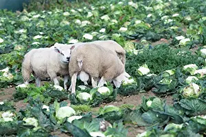 Lambs Prints: Fattening lambs on cauliflower crop, Lancashire, UK